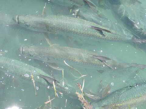 Image of tarpons