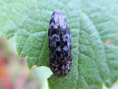 Image of Coraebus rubi (Linnaeus 1767)