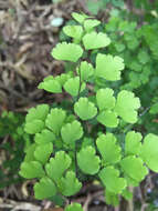 Image de Adiantum raddianum C. Presl