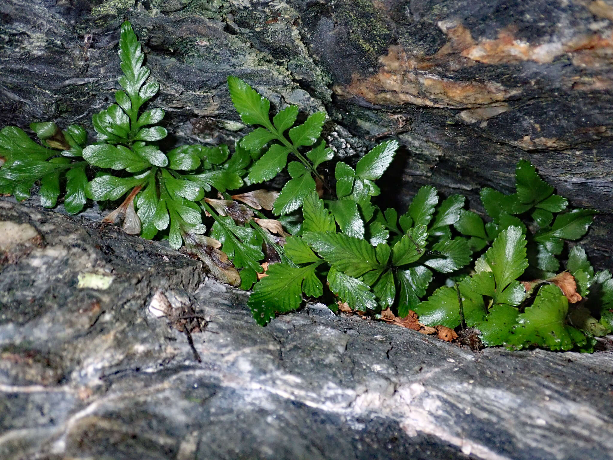 Image of Asplenium pauperequitum Brownsey & P. J. Jacks.