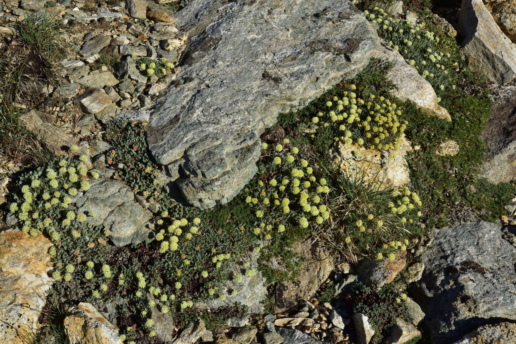 Image of Ruby Mountain buckwheat