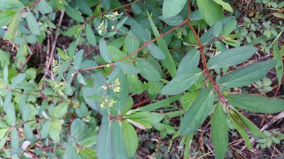 Image of Hyssop-Leaf Sandmat