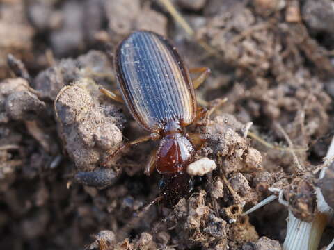 Image of Cymindis (Cymindis) lineola L. Dufour 1820