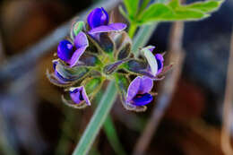 Image of Neorautanenia ficifolia (Benth.) C. A. Sm.