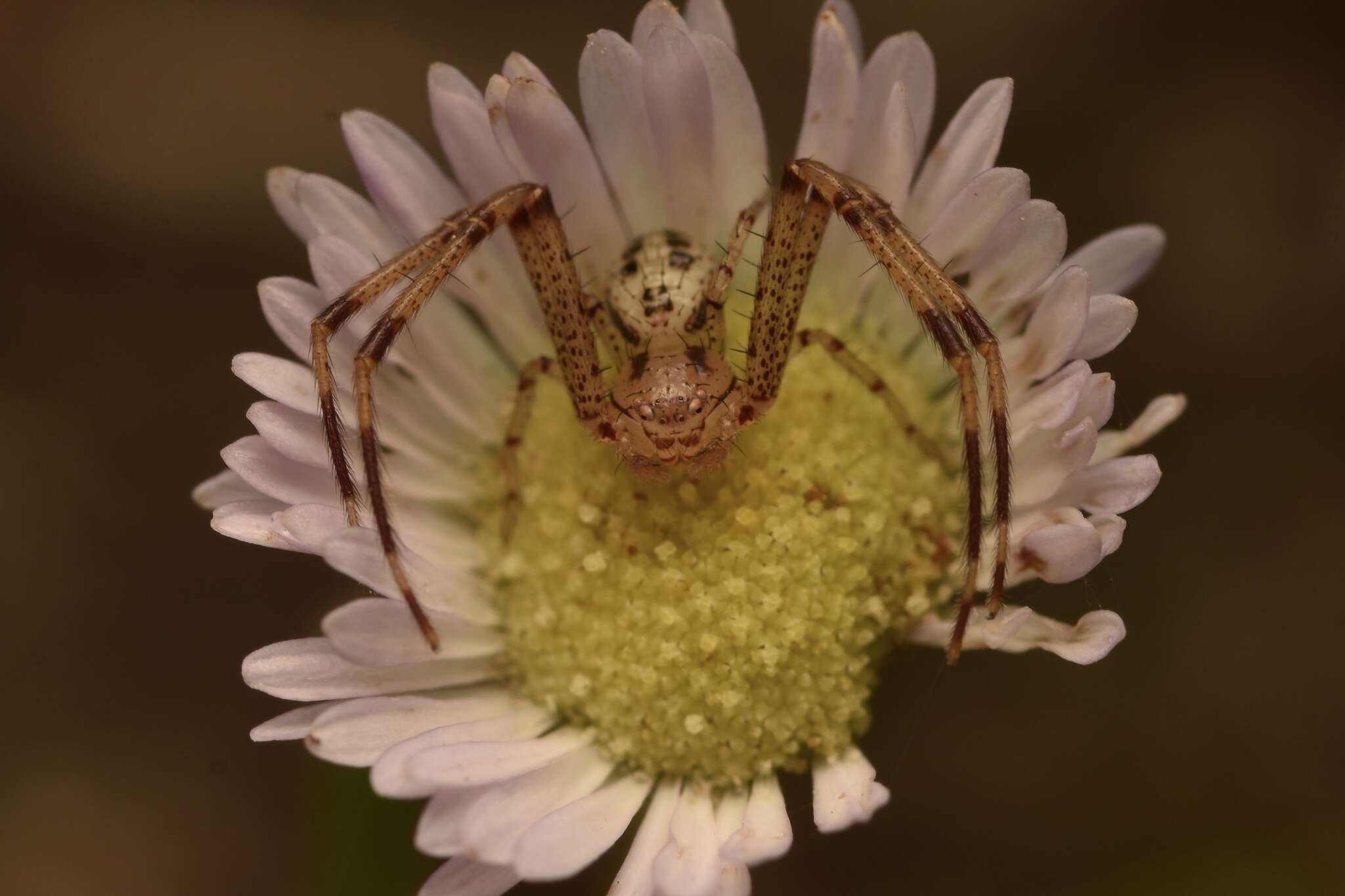 Image of Swift Crab Spider