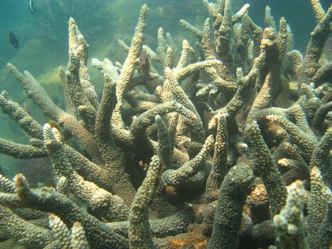 Image of Staghorn coral