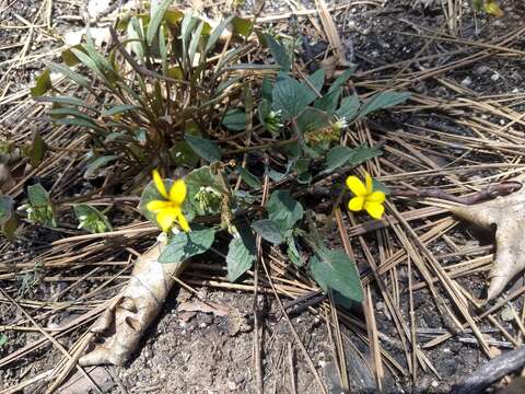 Image of goosefoot violet