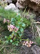 Image of Valeriana kilimandscharica Engl.