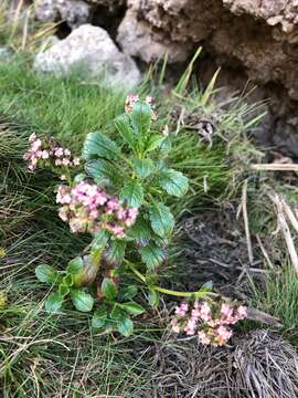 Image of Valeriana kilimandscharica Engl.