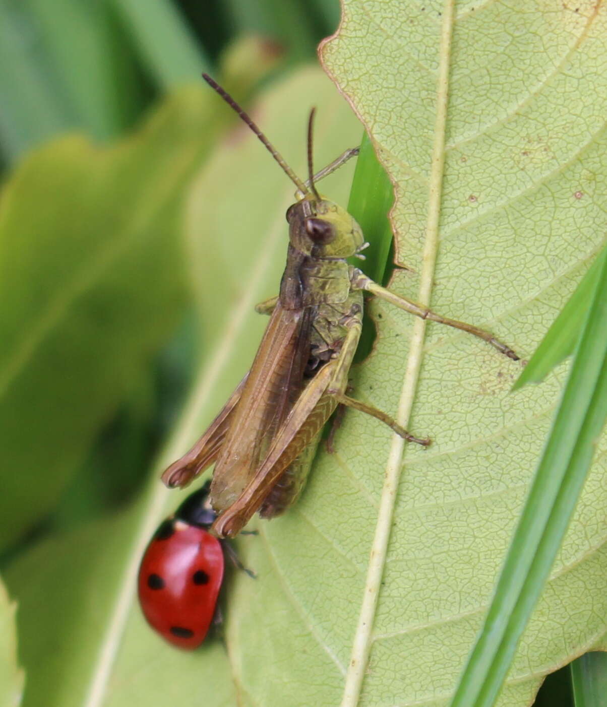 Chorthippus (Glyptobothrus) apricarius (Linnaeus 1758) resmi