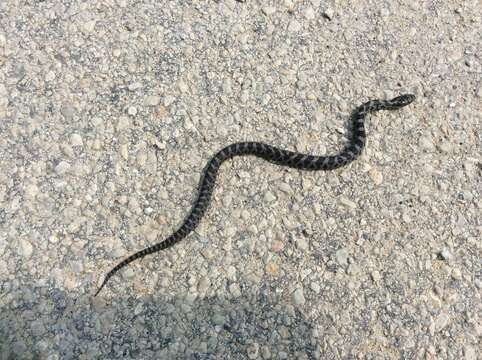 Image of Eastern Fox Snake