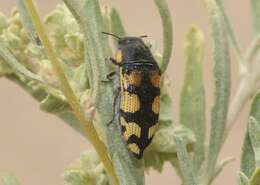 Image de Acmaeodera tuta Horn 1878