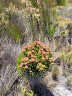 Sivun Brunia sphaerocephala (Sond.) A. V. Hall kuva