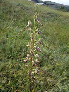 Image of Himantoglossum caprinum (M. Bieb.) Spreng.