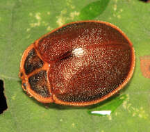 Image of Chelymorpha marginata (Linnaeus 1758)