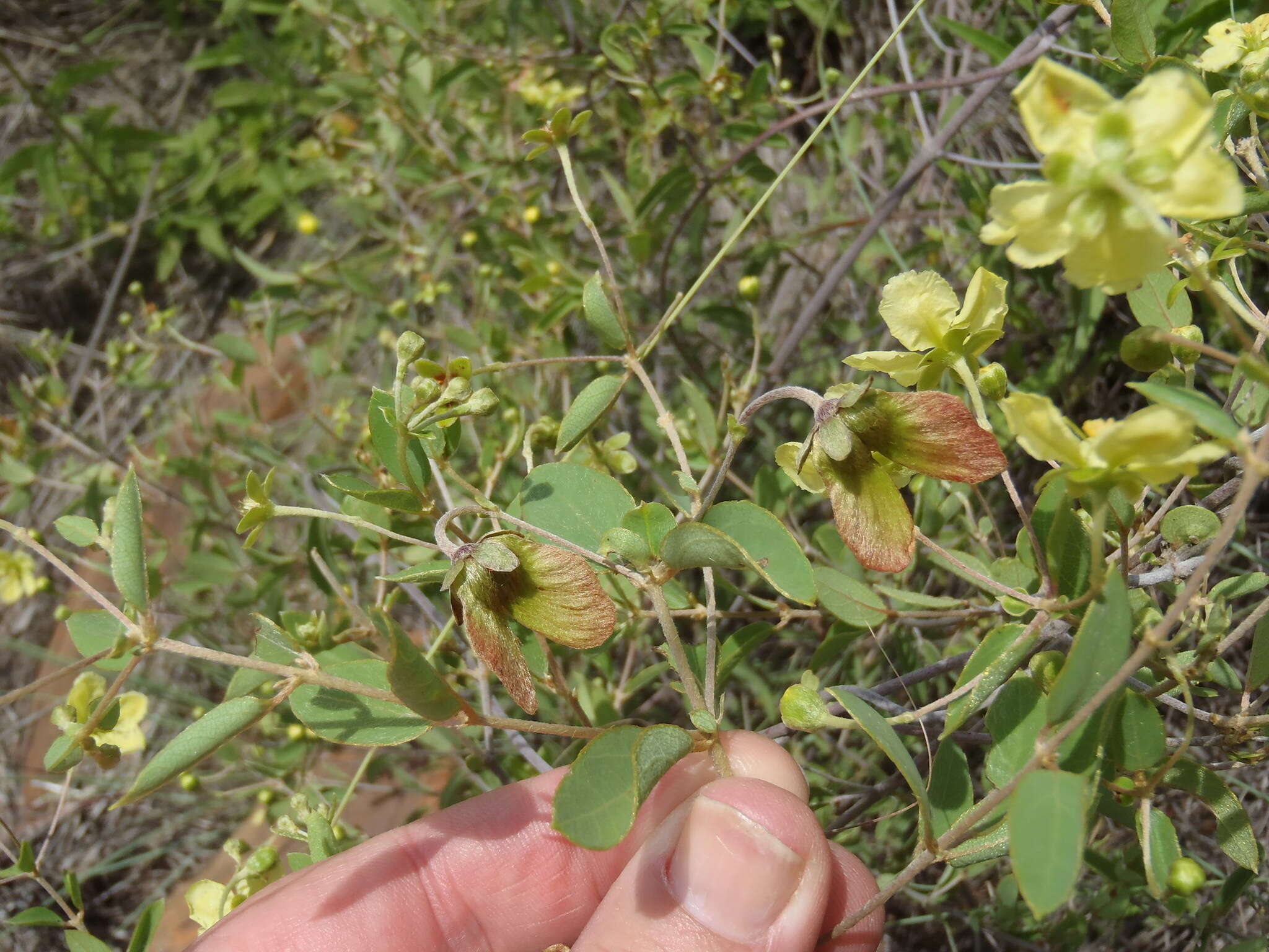 Image of Sphedamnocarpus galphimiifolius (Juss.) Szyszyl.