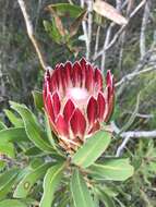 Plancia ëd Protea obtusifolia Buek ex Meissn.