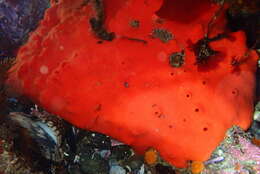 Image of red volcano horny sponge