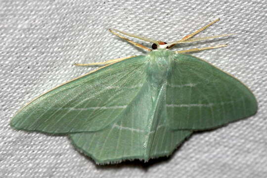 Image of small emerald moth