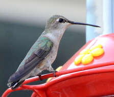 Image of Black-chinned Hummingbird