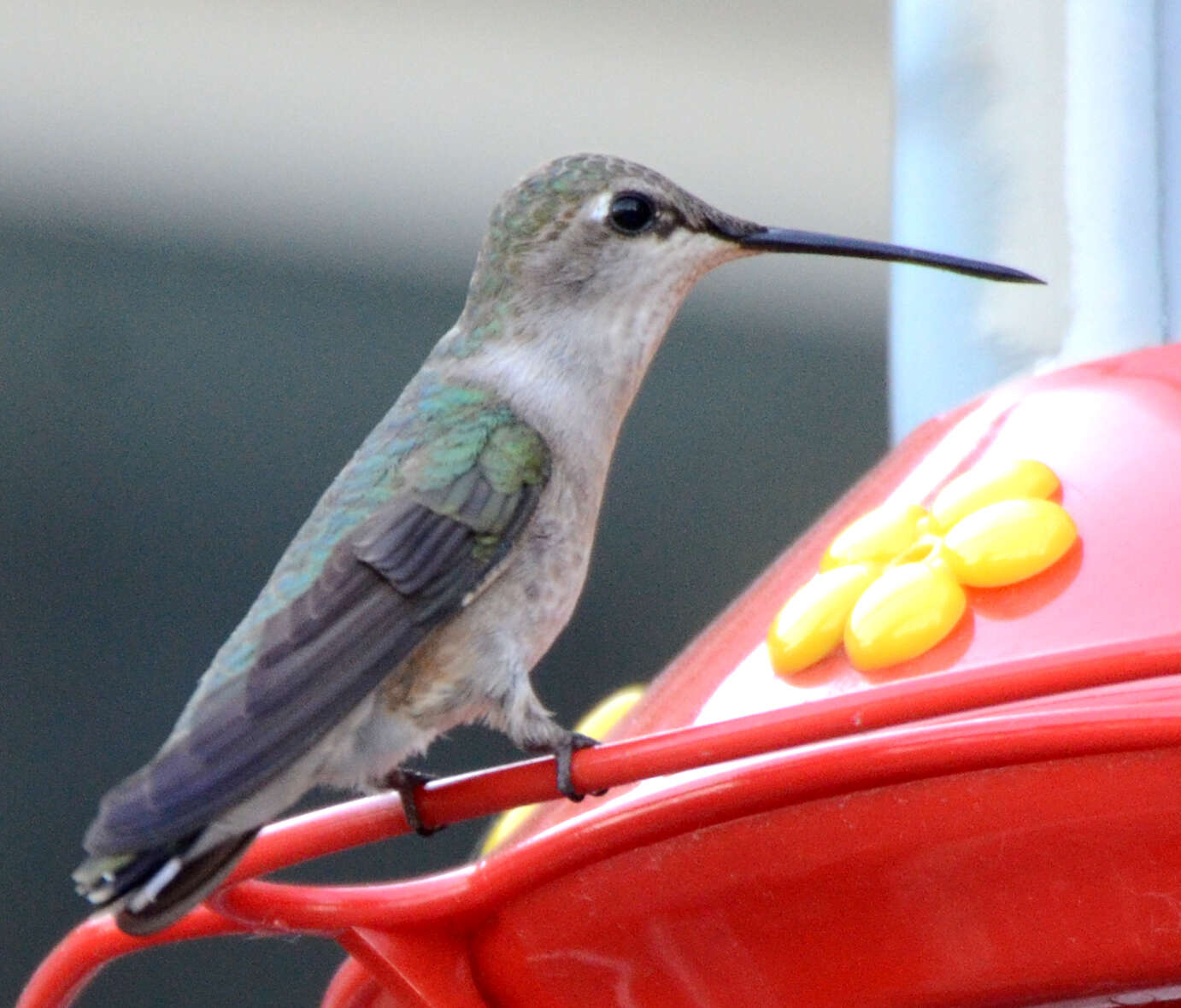 Image of Black-chinned Hummingbird