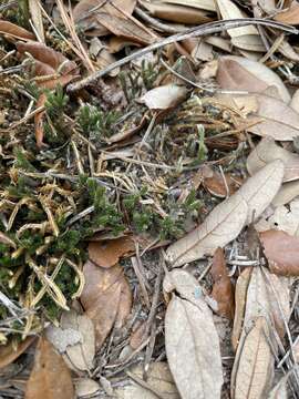 Image of spiny spikemoss