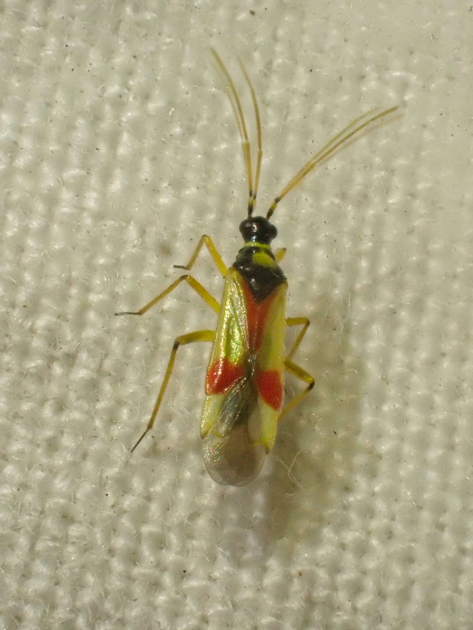 Слика од Tupiocoris californicus (Stal 1859)