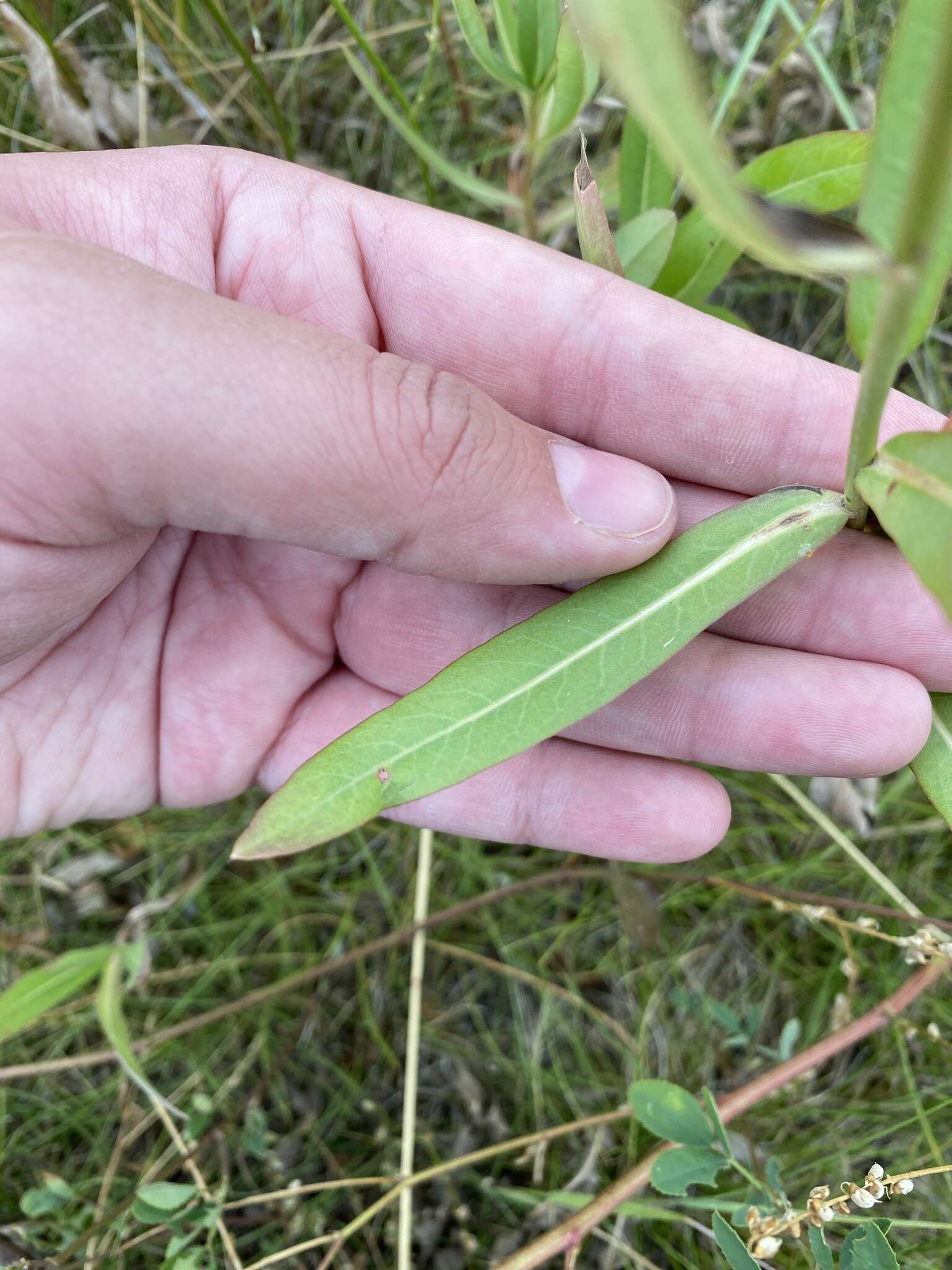 صورة Lactuca pulchella (Pursh) DC.