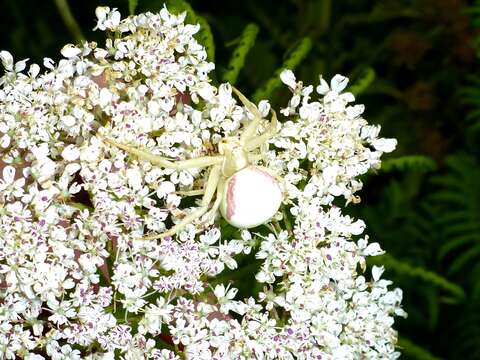 Image of Flower Crab Spiders