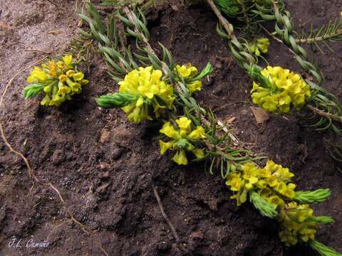 Слика од Thymelaea coridifolia subsp. coridifolia