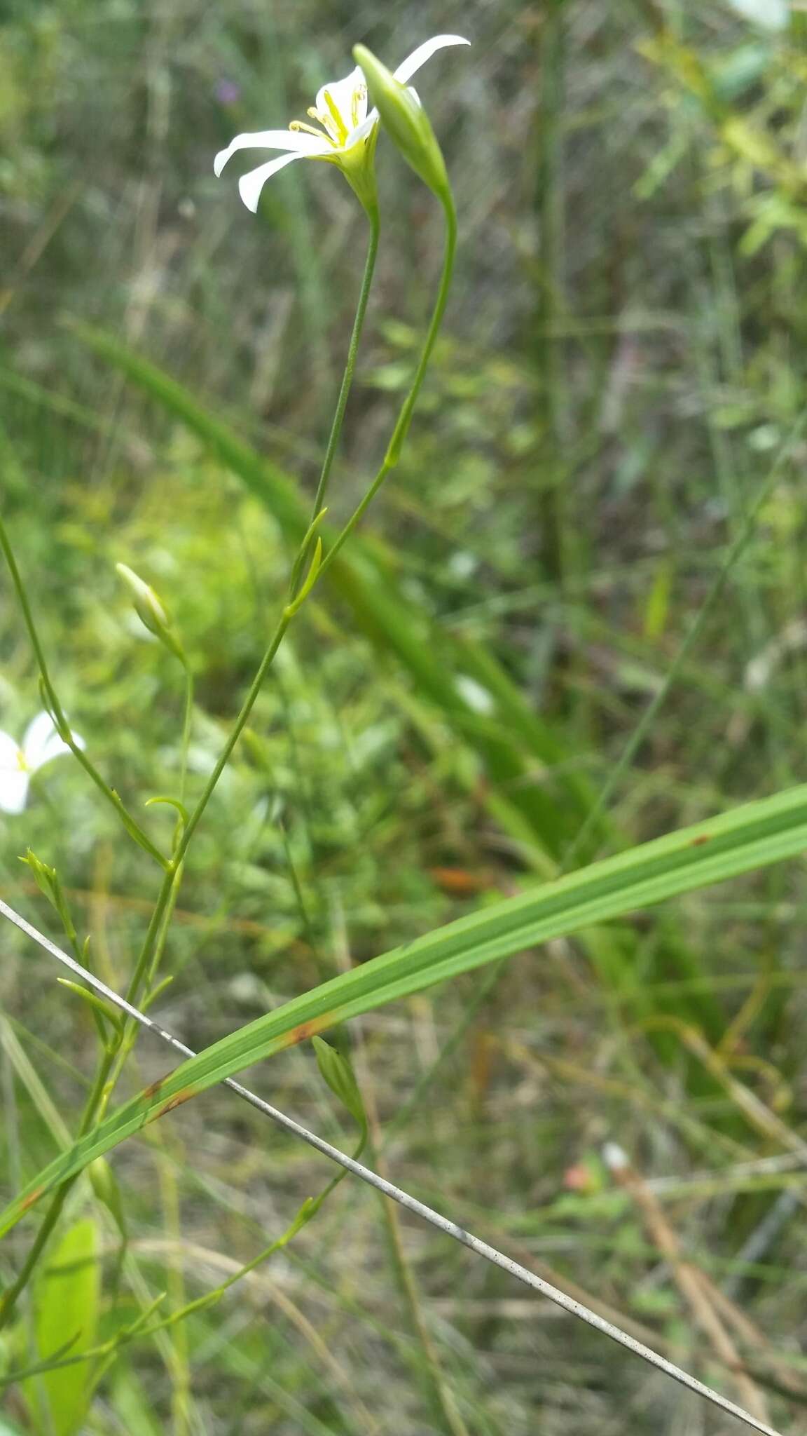 Image of shortleaf rose gentian