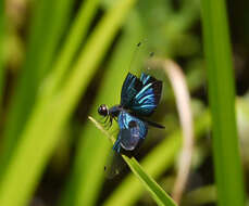 Image of Rhyothemis resplendens Selys 1878