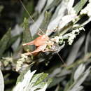 Image of Aglaothorax morsei curtatus (Rentz, D. C. F. & Weissman 1981)