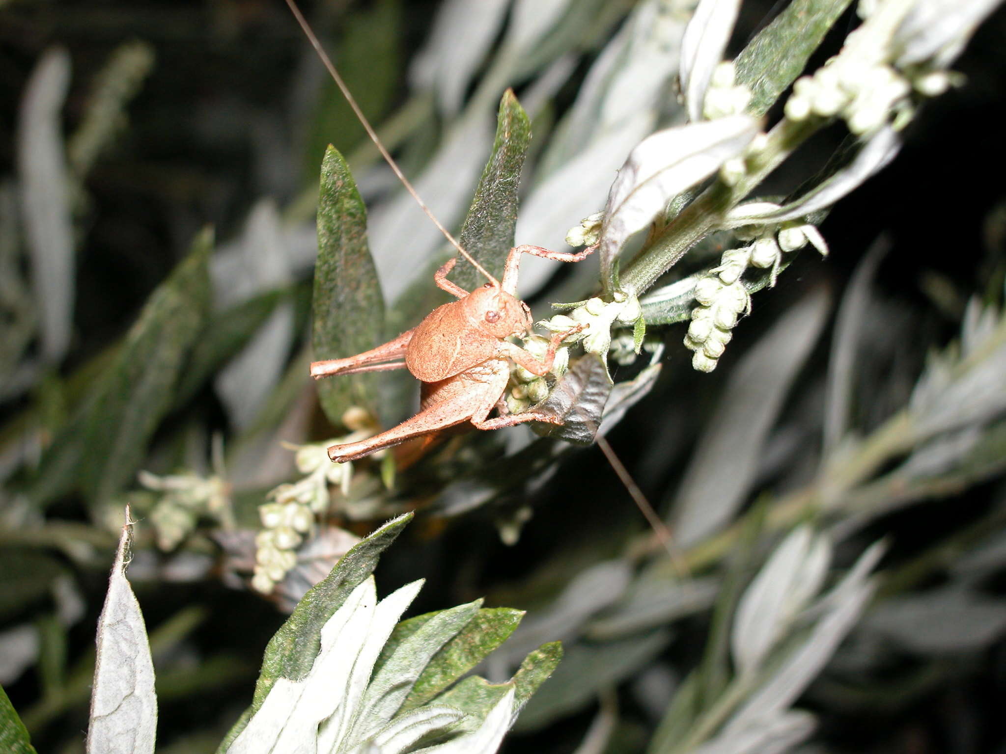 Image of Aglaothorax morsei curtatus (Rentz, D. C. F. & Weissman 1981)