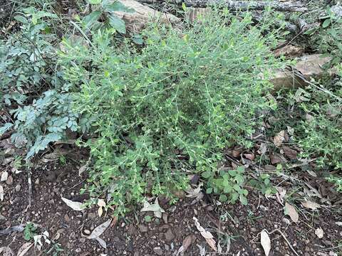 Image of Pimelea latifolia R. Br.