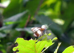 Pseudacraea lucretia lucretia的圖片