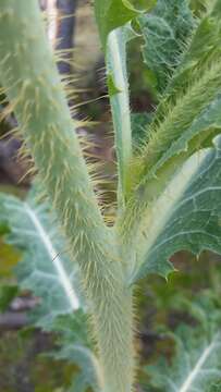 Image of Hawaiian prickly poppy