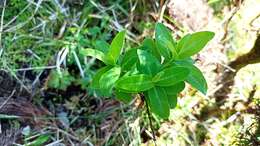 Plancia ëd Hypericum foliosum Dryand. ex Ait.