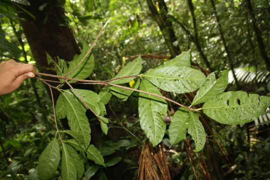 Image of <i>Chimarrhis parviflora</i> Standl.