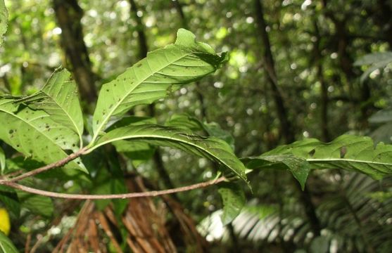 Image of <i>Chimarrhis parviflora</i> Standl.