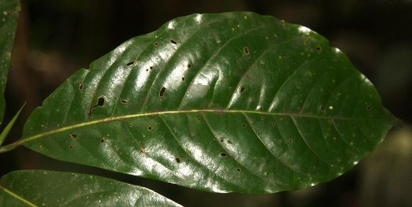 Image of <i>Chimarrhis parviflora</i> Standl.