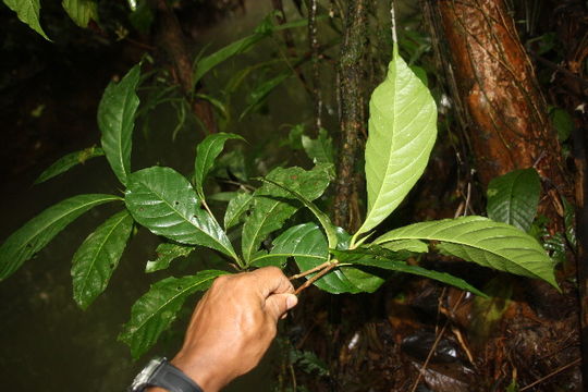 Image of <i>Chimarrhis parviflora</i> Standl.