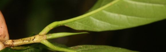 Image of <i>Chimarrhis parviflora</i> Standl.