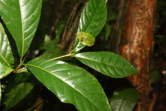 Image of <i>Chimarrhis parviflora</i> Standl.