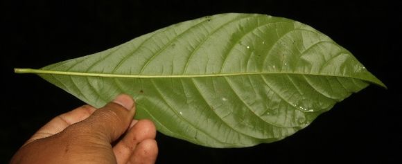 Image of <i>Chimarrhis parviflora</i> Standl.