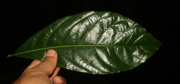 Image of <i>Chimarrhis parviflora</i> Standl.