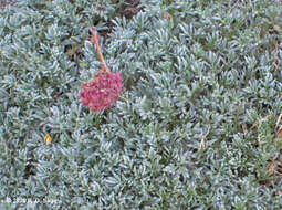 Image of Acaena caespitosa Gilli