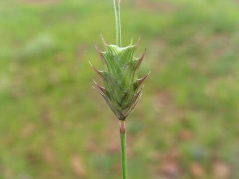 Image of Entoplocamia aristulata (Hack. & Rendle ex Scott Elliot) Stapf