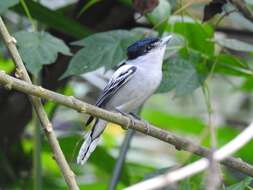 Image of Gray-collared Becard