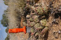 Image of Bulrush Canyon Prickly-pear